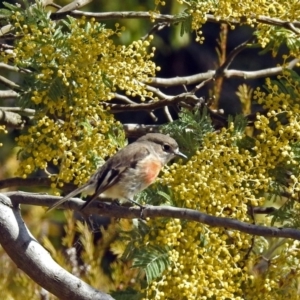 Petroica boodang at Fyshwick, ACT - 5 Sep 2018