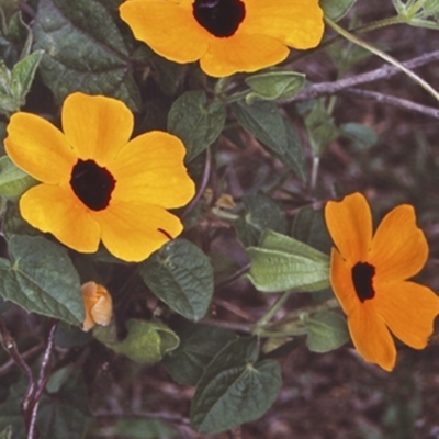 Thunbergia alata (Black-eyed Susan) at Undefined - 21 Jan 1998 by BettyDonWood