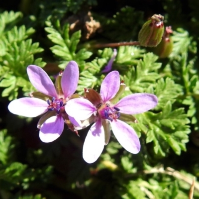 Erodium cicutarium (Common Storksbill, Common Crowfoot) at Fyshwick, ACT - 5 Sep 2018 by RodDeb