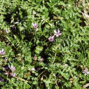 Erodium cicutarium at Fyshwick, ACT - 5 Sep 2018