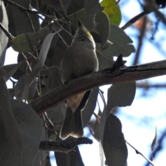 Ptilotula penicillata at Fyshwick, ACT - 5 Sep 2018