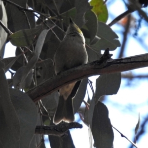 Ptilotula penicillata at Fyshwick, ACT - 5 Sep 2018 12:26 PM