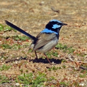 Malurus cyaneus at Fyshwick, ACT - 5 Sep 2018