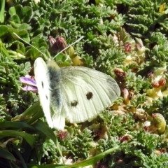 Pieris rapae (Cabbage White) at Fyshwick, ACT - 5 Sep 2018 by RodDeb