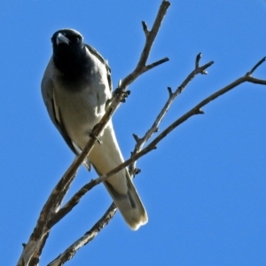 Coracina novaehollandiae at Fyshwick, ACT - 5 Sep 2018