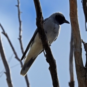 Coracina novaehollandiae at Fyshwick, ACT - 5 Sep 2018 12:51 PM