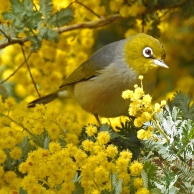 Zosterops lateralis (Silvereye) at Fyshwick, ACT - 5 Sep 2018 by RodDeb