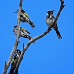 Phylidonyris novaehollandiae (New Holland Honeyeater) at Fyshwick, ACT - 5 Sep 2018 by RodDeb