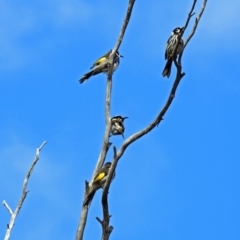 Phylidonyris novaehollandiae at Fyshwick, ACT - 5 Sep 2018