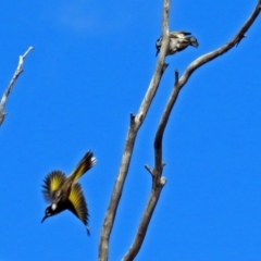 Phylidonyris novaehollandiae at Fyshwick, ACT - 5 Sep 2018