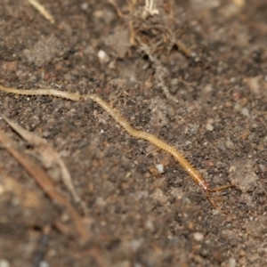 Chilenophilidae sp. (family) at Higgins, ACT - 1 Sep 2018