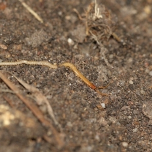 Chilenophilidae sp. (family) at Higgins, ACT - 1 Sep 2018