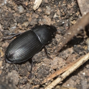 Gnathaphanus sp. (genus) at Higgins, ACT - 1 Sep 2018 01:06 PM