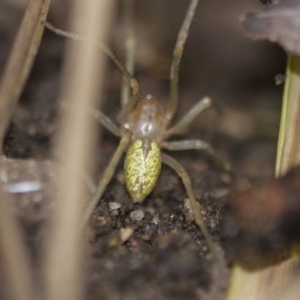 Cheiracanthium sp. (genus) at Higgins, ACT - 1 Sep 2018