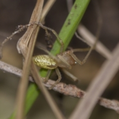 Cheiracanthium sp. (genus) at Higgins, ACT - 1 Sep 2018