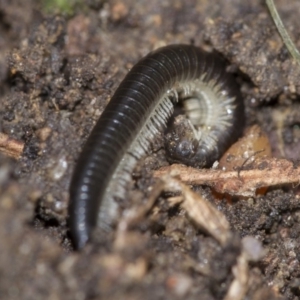 Ommatoiulus moreleti at Higgins, ACT - 1 Sep 2018 12:20 PM