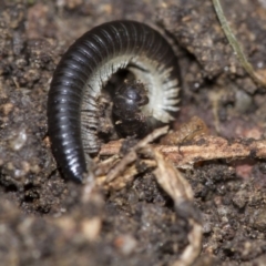 Ommatoiulus moreleti at Higgins, ACT - 1 Sep 2018 12:20 PM