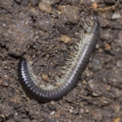 Ommatoiulus moreleti at Higgins, ACT - 1 Sep 2018 12:20 PM