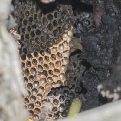 Apis mellifera (European honey bee) at Gossan Hill - 4 Sep 2018 by AlisonMilton