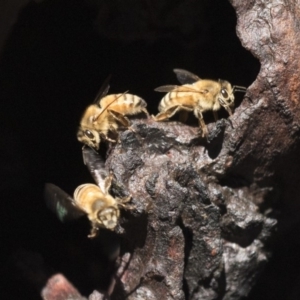 Apis mellifera at Bruce, ACT - 4 Sep 2018