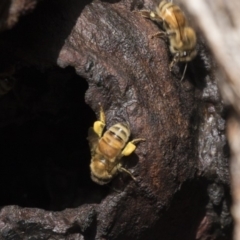 Apis mellifera at Bruce, ACT - 4 Sep 2018