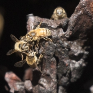 Apis mellifera at Bruce, ACT - 4 Sep 2018 02:36 PM