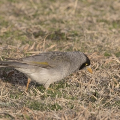 Manorina melanocephala (Noisy Miner) at Acton, ACT - 30 Aug 2018 by Alison Milton