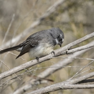 Rhipidura albiscapa at Fyshwick, ACT - 3 Sep 2018