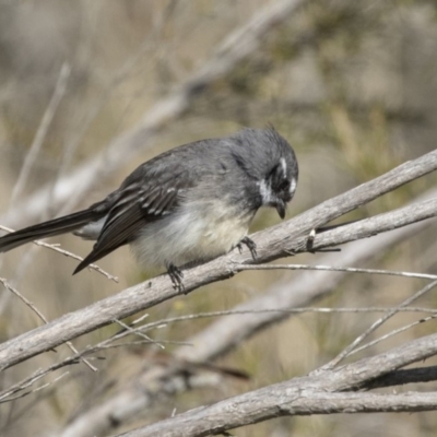 Rhipidura albiscapa (Grey Fantail) at Fyshwick, ACT - 3 Sep 2018 by AlisonMilton