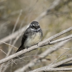 Rhipidura albiscapa at Fyshwick, ACT - 3 Sep 2018