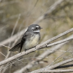 Rhipidura albiscapa at Fyshwick, ACT - 3 Sep 2018