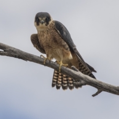 Falco longipennis (Australian Hobby) at Fyshwick, ACT - 3 Sep 2018 by AlisonMilton