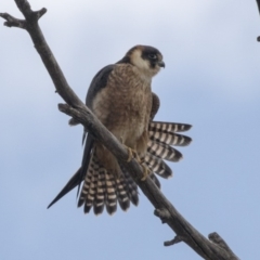 Falco longipennis at Fyshwick, ACT - 3 Sep 2018 11:38 AM