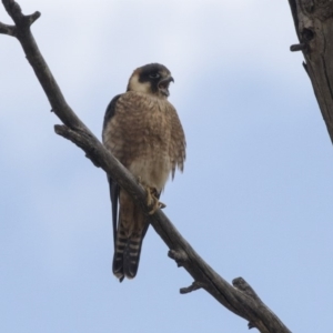 Falco longipennis at Fyshwick, ACT - 3 Sep 2018 11:38 AM