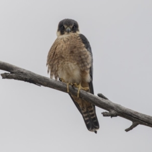 Falco longipennis at Fyshwick, ACT - 3 Sep 2018 11:38 AM