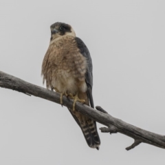 Falco longipennis at Fyshwick, ACT - 3 Sep 2018 11:38 AM