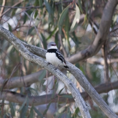 Stagonopleura guttata (Diamond Firetail) at Michelago, NSW - 19 Oct 2010 by Illilanga