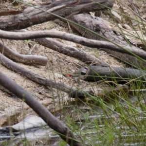 Stagonopleura guttata at Michelago, NSW - suppressed