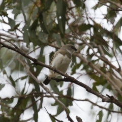 Stagonopleura guttata (Diamond Firetail) at Michelago, NSW - 1 Jan 2014 by Illilanga