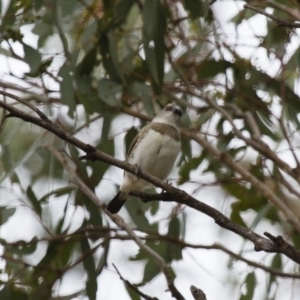 Stagonopleura guttata at Michelago, NSW - suppressed