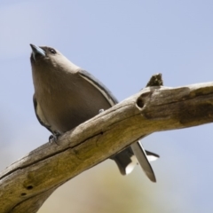 Artamus cyanopterus cyanopterus (Dusky Woodswallow) at Michelago, NSW - 18 Sep 2012 by Illilanga