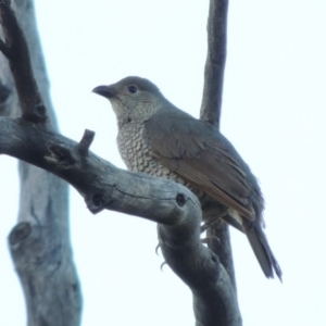 Ptilonorhynchus violaceus at Tennent, ACT - 13 Dec 2014