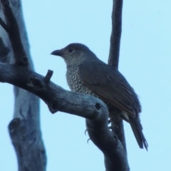 Ptilonorhynchus violaceus at Tennent, ACT - 13 Dec 2014