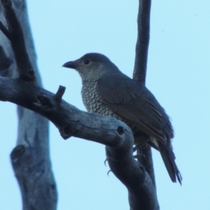 Ptilonorhynchus violaceus at Tennent, ACT - 13 Dec 2014