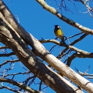 Nesoptilotis leucotis at Corrowong, NSW - 5 Sep 2018 02:32 PM