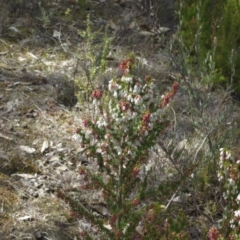 Erica lusitanica (Spanish Heath ) at Theodore, ACT - 5 Sep 2018 by owenh