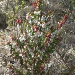 Erica lusitanica at Theodore, ACT - 5 Sep 2018