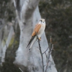 Falco cenchroides (Nankeen Kestrel) at Environa, NSW - 6 Sep 2018 by Wandiyali