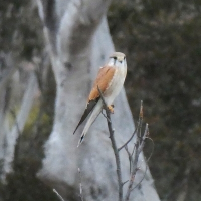 Falco cenchroides (Nankeen Kestrel) at Wandiyali-Environa Conservation Area - 5 Sep 2018 by Wandiyali