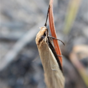 Philobota xiphostola at Cook, ACT - 3 Sep 2018